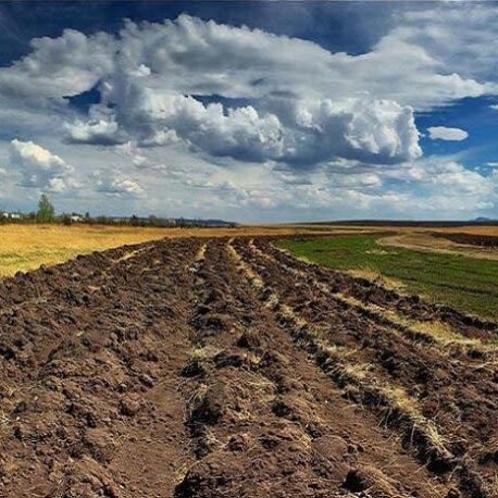 Підготовка поля після збирання часнику: що потрібно знати?